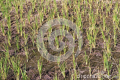 Green paddy rice seedlings and dryland Stock Photo