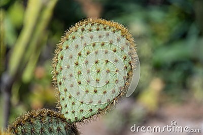 Green pads on a prickly pear cactus. Opuntia, Indian fig opuntia, barbary fig, ficus-indica, cactus pear and spineless cactus in Stock Photo