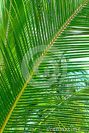 Green palm branch in the jungle. Travel and tourism in Asia Stock Photo