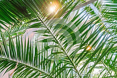 Green palm branches against blue sky. Tropical Summer vacation concept background Stock Photo