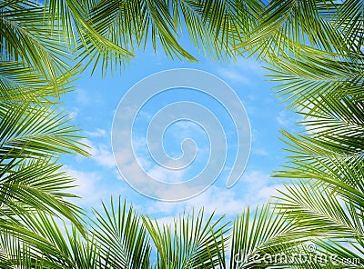 Green palm branches and blue sky Stock Photo