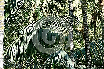 Green Palm Canarian Tree Stock Photo