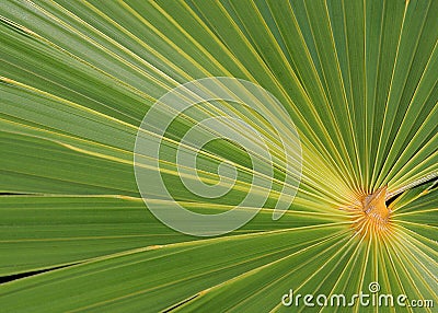 Green Palm Fronds Stock Photo