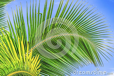 Green Palm Fronds Leaves Tree Moorea Tahiti Stock Photo