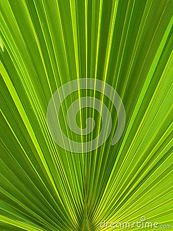 Green palm leaf Stock Photo