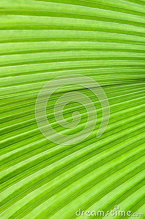 Green Palm Leaf Stock Photo