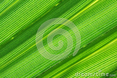 Green palm leaf Stock Photo