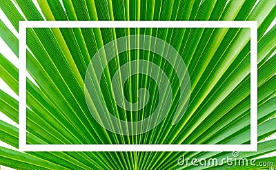 Green palm leaf close-up. A homemade palm tree. Stock Photo