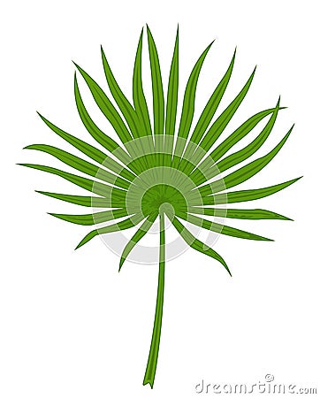 Green palm leaf Vector Illustration