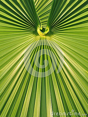 Green palm leaf frond symmetrical geometric design Stock Photo