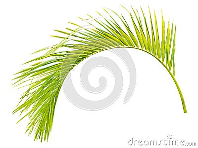 Green palm leaf isolated on white Stock Photo