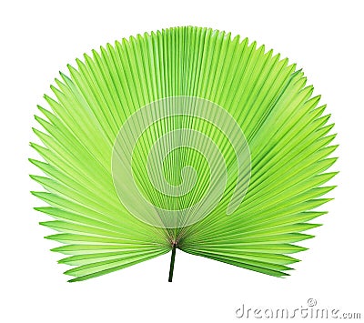 Green palm leaf isolated Stock Photo