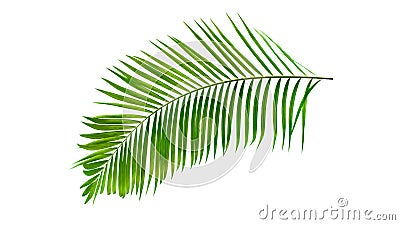 Green palm leaf isolated on white background with clipping path Stock Photo