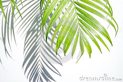 Green palm leaf and shadow on a white background Stock Photo