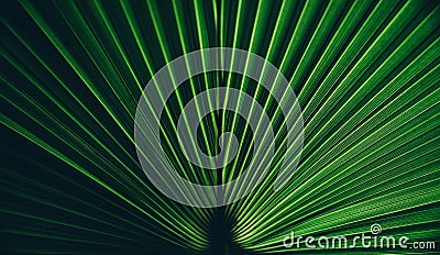 Green palm leaf texture. Symmetry nature background with botanical tropical pattern. Dark and light abstract shadow plant Stock Photo