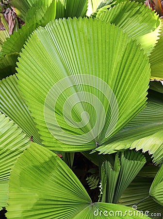 Green palm leaf in a tropical garden Stock Photo