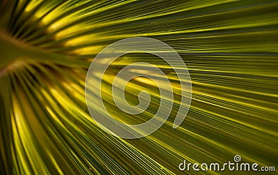 Green palm leaf up to the light close-up. Stock Photo