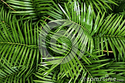 Green palm leaves in background pattern in forest Stock Photo