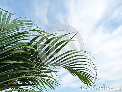 Green palm leaves on blue sky background. Happy Palm Sunday backgrounds. Stock Photo