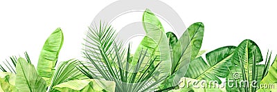 Green palm leaves and flowers banner. Tropical plant. Hand painted watercolor illustration isolated on white background. Realistic Cartoon Illustration