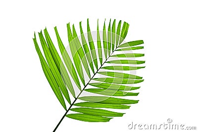 Green palm leaves isolated on white background, clipping path in Stock Photo