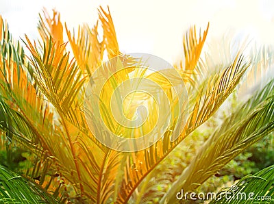 Green palm leaves. Natural tropical plant background. Stock Photo