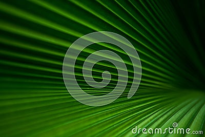 Green Palm leaves Stock Photo