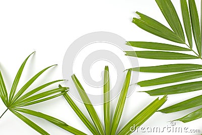 Green palm leaves on white background. Stock Photo