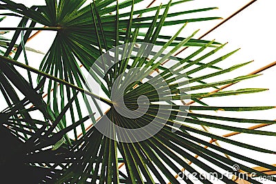 Green palm leaves in the winter garden in the house Stock Photo
