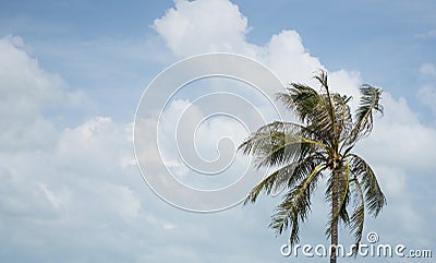 Green palm tree on blue sky background. Stock Photo