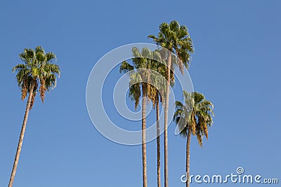 Green palm tree on blue sky background Stock Photo