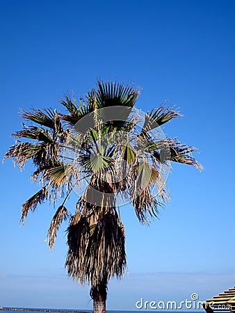 Green palm tree on blue sky background Stock Photo