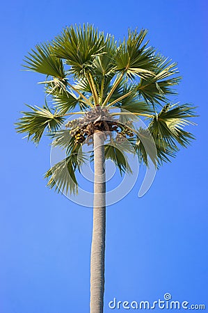 Green palm tree on blue sky background Stock Photo