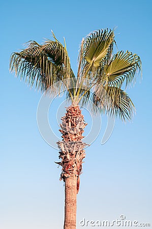 Green palm tree on blue sky Stock Photo