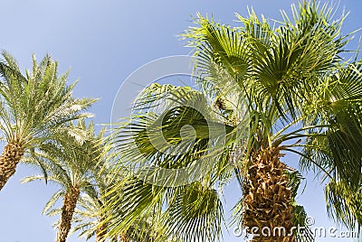 Green palm tree on blue sky background Stock Photo