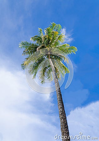 Green palm tree on blue sky background Stock Photo