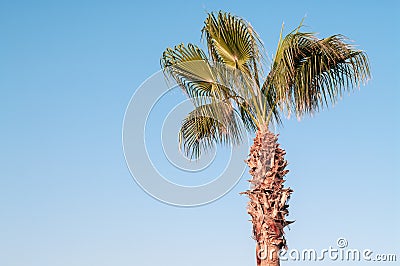 Green palm tree on blue sky background Stock Photo