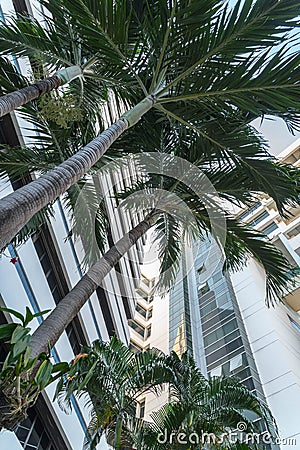 Green palm tree on blue sky background and modern building Stock Photo