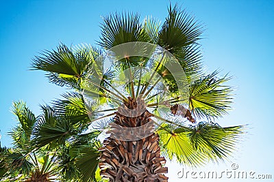 Green palm tree on blue sky background Stock Photo