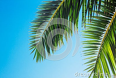 Green palm tree on blue sky background Stock Photo