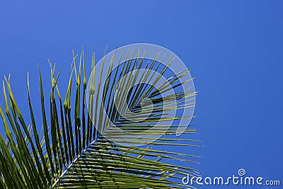 Green palm tree on blue sky background. Single palm leaf. Aqua blue toned photo. Stock Photo
