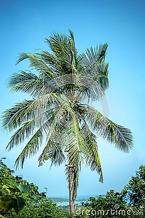 Green palm tree on blue sky background Stock Photo