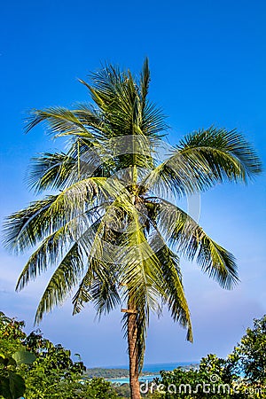 Green palm tree on blue sky background Stock Photo