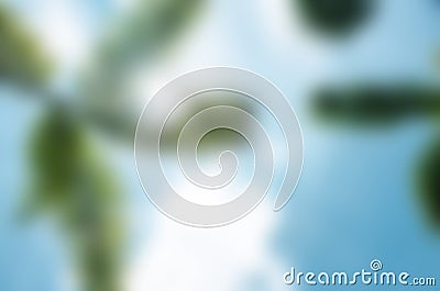 Green palm tree on blue sky blur background Stock Photo