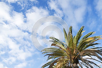 Green palm tree on blue sky Stock Photo