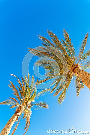 Green palm tree on blue sky Stock Photo