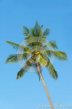 Green palm tree in the blue sky Stock Photo