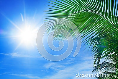 Green palm tree branches, bright blue sky, shiny sun beams background close up, palm leaves silhouette, sunlight glow, summer Stock Photo