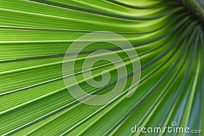 Green Palm Tree Leaf Stock Photo
