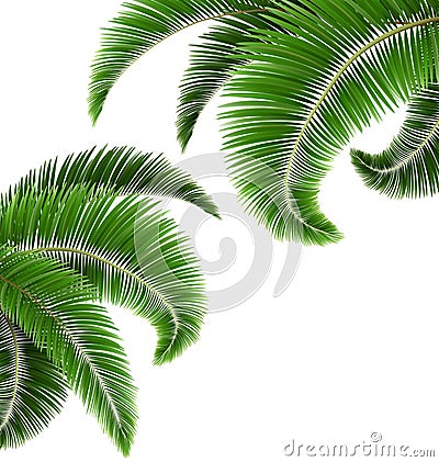 Green palm tree leaves on white Vector Illustration